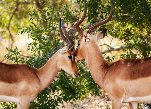 Arusha National Park