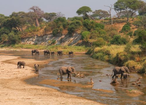 Tarangire National Park