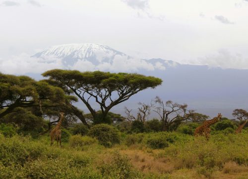 Days 7 Kilimanjaro Climbing Via Rongai Route