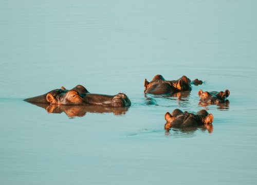 Nyerere National Park