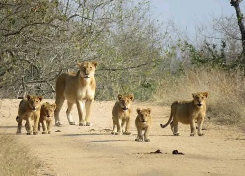 Saadani National Park
