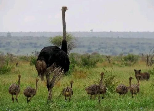 Manyara National Park