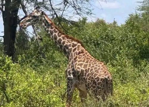 Mikumi National Park