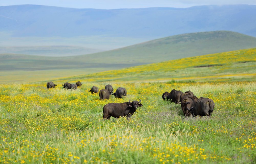 3-ngorongoro-crater