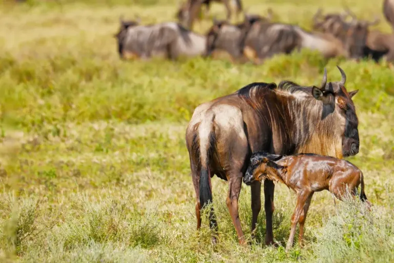 Calving-Season-–-A-Special-Time-During-the-Great-Migration-1