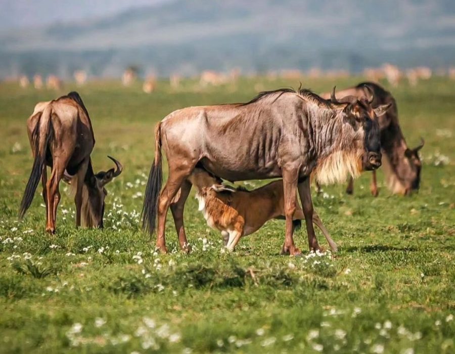 calving-season-in-ndutu-