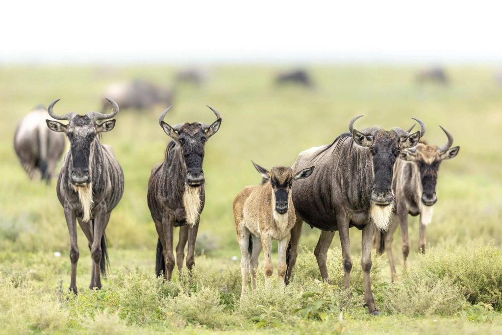 calving-season-ndutu-tanzania-photo-safari-1024x683