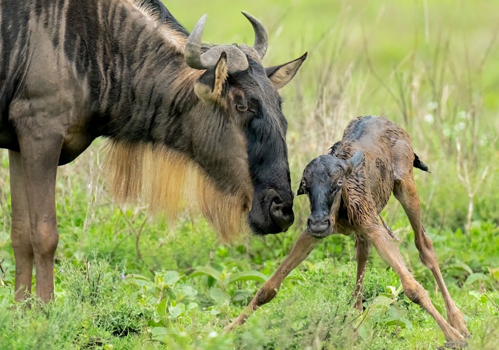 Wildebeest,(connochaetes,Taurinus),And,Newborn,Calf